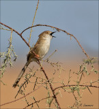 Graceful Prinia -  Gestreepte Prinia - Prinia gracilis