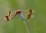 Banded Darter - Bandheidelibel - Sympetrum pedemontanum