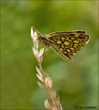 Large Chequered Skipper - Spiegeldikkopje - Heteropterus morpheus