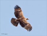 Bonellis eagle -   Havikarend - Aquila fasciata