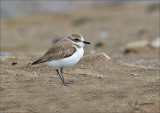 Kentish plover - Strandplevier - Charadrius alexandrinus