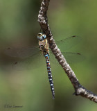 Migrant hawker - Paardenbijter - Aeshna mixta