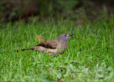 Bown Babbler - Sahelbabbelaar - Turdoides plebejus