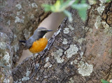 White-throated robin - Perzische Roodborst - Irania gutturalis