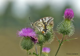 Swallowtail - Koninginnepage -  Papilio machaon