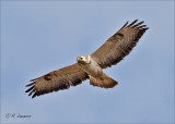 Buizerd - Common buzzard - Buteo buteo