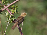 Common grasshopper warbler -   Sprinkhaanzanger -   Locustella naevia_