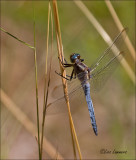 Dragonflies and damselflys - Libellen