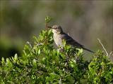 Tawny Pipit - Duinpieper  - Anthus campestris