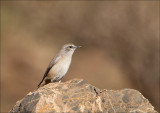 Red-tailed wheatear -  Roodstaarttapuit  - Oenanthe chrysopygia