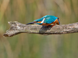 Common Kingfisher - Ijsvogel -  Alcedo atthis