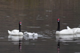 Cisnes de cuello negro