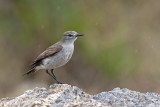 Dormilona de ceja blanca