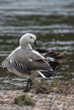 Caiqun (macho de pecho blanco)