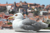 oporto gull