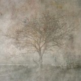 tree1