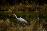 Egret Getting Dressed Up