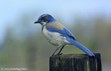 California Scrub Jay