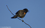 The Red-wing Blackbirds are Singing Their Song
