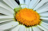 Tiny Crab Spider