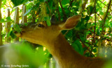 Apple Eater