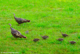 Wild Turkeys and Poults