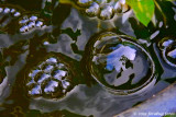 Bubbles in the Fountain