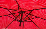 SEEKING SHADE