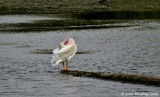 Ever See a Pelican Do This?