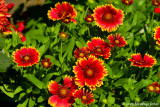 Blanket Flower (Gaillardia)