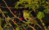 Whats That About a Bird in the Bush?