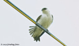 Violet-green Swallow