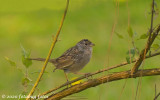 Golden-crowned Sparrow