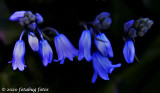 Blue Bells