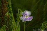 Campion, A Wonderful Plant and Flower