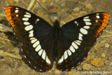 LORQUINS ADMIRAL BUTTERFLY