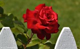 Carols Beautiful Rose