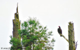 Good Vantage Point