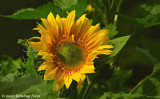 Sensational Sunflower