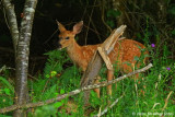 Bambi In The Woods!