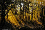 Sun Rays in the Forest