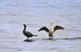 Double-crested Cormorant