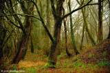 Woods and Fog