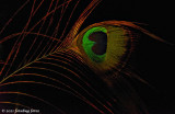 Peacock Feather in Porch Light