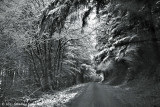 Some Snow in the Coburg Hills