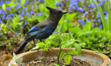 A VERY STELLER JAY!