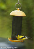 Breeding American Goldfinch