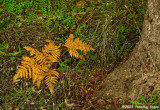 Fall Ferns