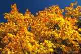 Légendes d'automne