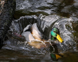 Duck Splash.jpg